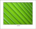 Picture Title - Green lines