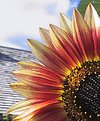 Picture Title - Sunflower #2