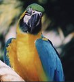 Picture Title - Parrot