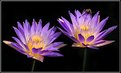 Picture Title - Pair of Water Lilies