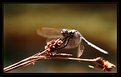 Picture Title - dragonfly