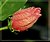 Hibiscus Bud