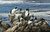 Cummerands    Point Lobos, Ca