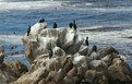 Picture Title - Cummerands    Point Lobos, Ca