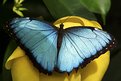 Picture Title - Blue Morpho Butterfly