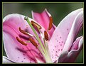 Picture Title - Lily 1
