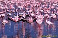 Picture Title - Lake Nakuru