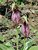 Red Moccasin Flower