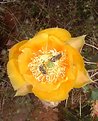 Picture Title - Cactus Bloom with Bees