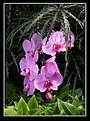 Picture Title - Orchids