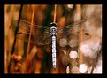 Picture Title - dragonfly 2