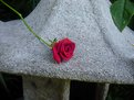 Picture Title - A Small Rose