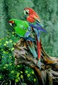 Picture Title - Parrots3