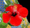 Picture Title - Red Hibiscus