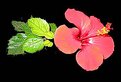 Picture Title - The sleeping Hibiscus
