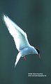 Picture Title - Arctic Tern