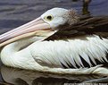 Picture Title - Australian Pelican