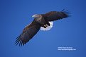 Picture Title - White Tailed Eagle