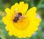 Yellow flower with bee