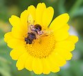 Picture Title - Yellow flower with bee