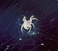 Picture Title - spidy at night