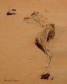 Picture Title - Dead Camel