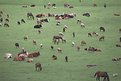 Picture Title - cattle and horses