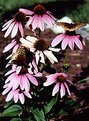 Picture Title - Echinacea & Butterflys