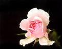 Picture Title - Rose