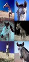 Picture Title - A Collection of  Horses