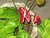 Anthurium flowers