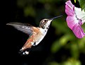 Picture Title - Hummingbird8031