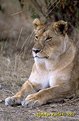 Picture Title - Lioness