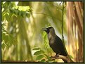 Picture Title - Crows are Beautiful Too!