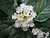 Flower 2