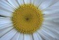 Picture Title - Close up Daisy
