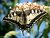 Papilion machaon