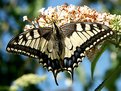 Picture Title - Papilion machaon