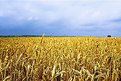 Picture Title - Un champ de blé