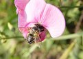 Picture Title - a abelha