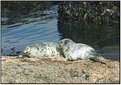 Picture Title - Harbor Seals  Point Lobos Ca