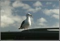 Picture Title - Seagull on Volvo  Point Lobos Ca