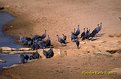 Picture Title - Vulturine Guineafowl