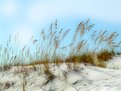 Picture Title - Sea Oats