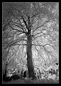 Picture Title - [ mistic tree ]