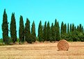 Picture Title - Tuscany