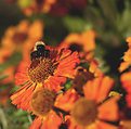 Picture Title - Bee in the Helenium