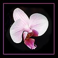Picture Title - Orchid I