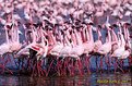 Picture Title - Lesser Flamingos
