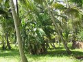 Picture Title - Banana Trees